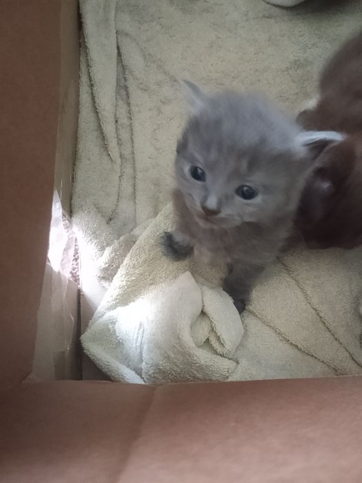 Отдам котят в добрые руки