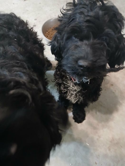 Продавам Кавапу.