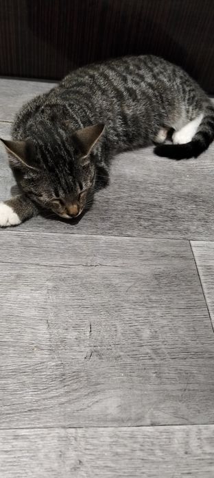 Передержка кошек