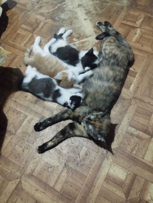 Отдам котят в хорошие руки