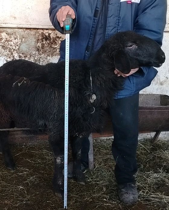 Qo'chqor qo'zi sotiladi