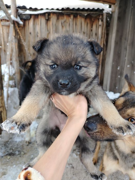 Отдам щенков девочки