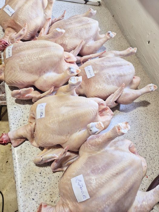 Куры бройлеры домашние