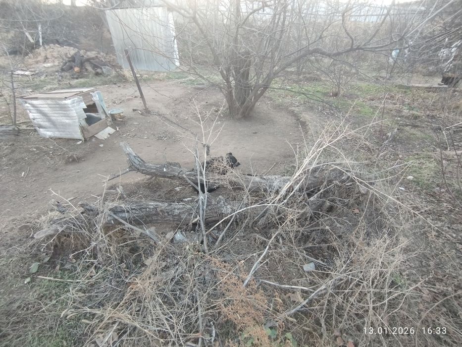 Продаю дрова хорошие состояние