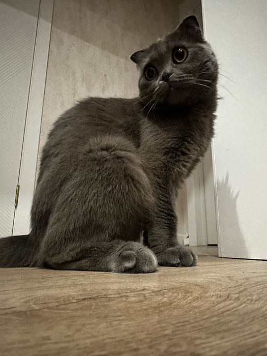 Кошка ( британская )