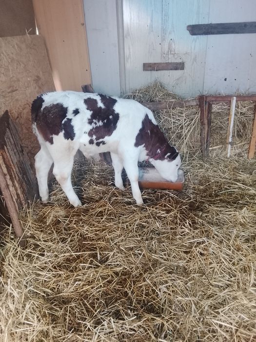 De vânzare 2 viței Belgian mascul și femelă