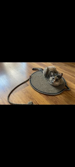 Отдам котёнка в добрые руки