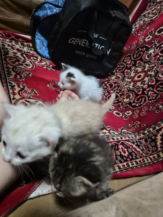Котёнок, девушка