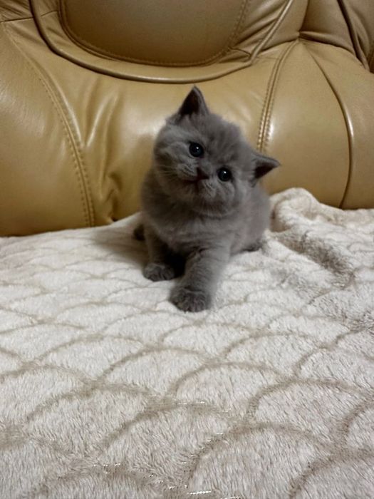 Продаются шотландские котята