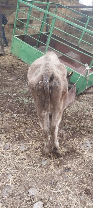 Сиырлар сатылады