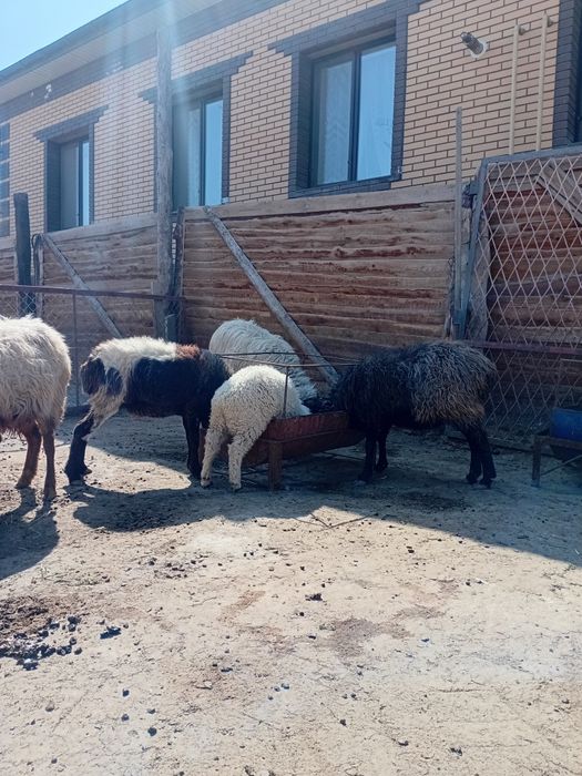 Қойлар бар жас ,қозылар