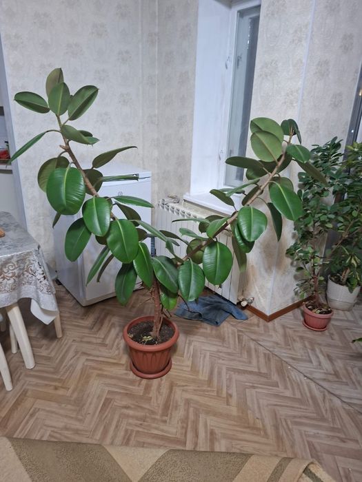 Продам комнатные растения