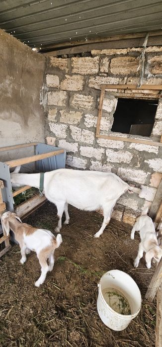 Заанен ешкісі 2 ұрғашы лағымен