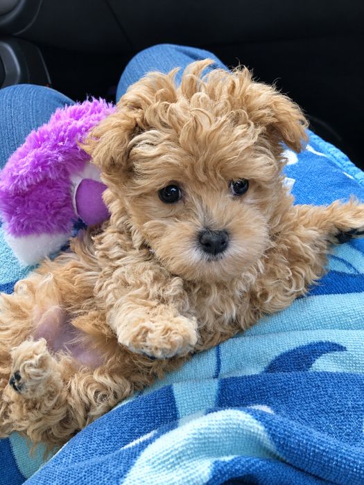 Caniche Poodle Mini Toy