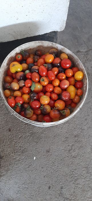 Продам помидоры свежие