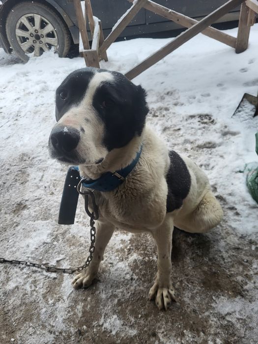 Таблетка годовалая