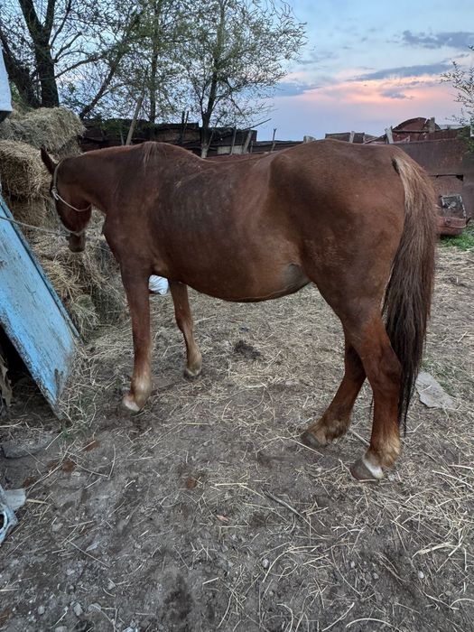 Бие байтал кобыла