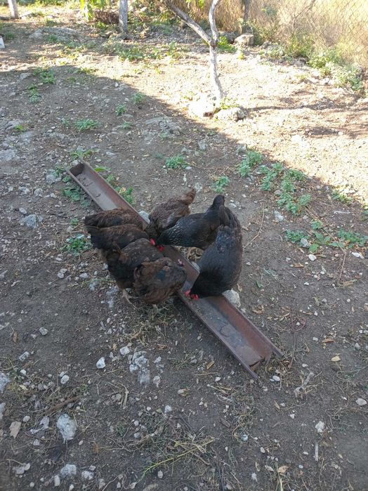 Продавам кокошки