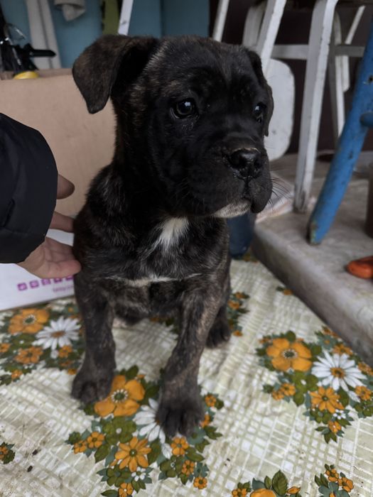 Кученце Cane Corso женско