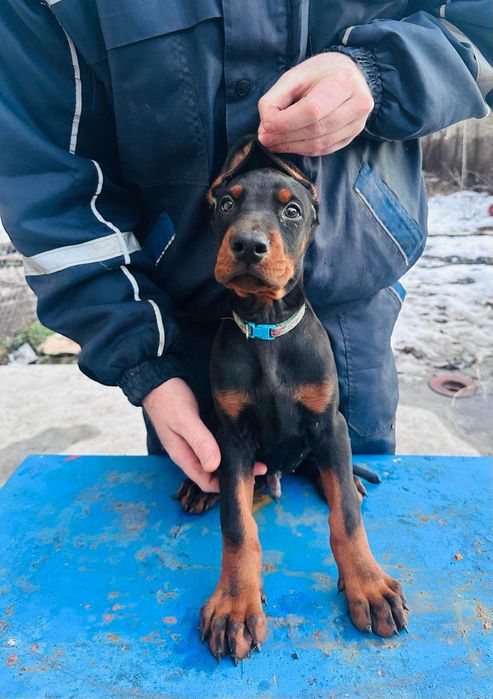 Доберманчета с родословни родители