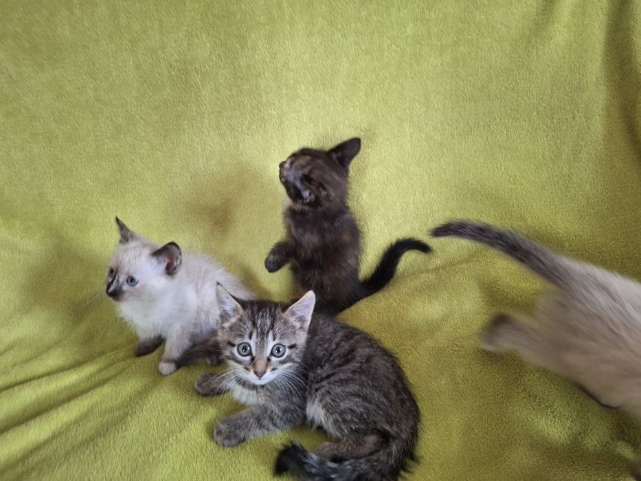 Котята в добрые руки.