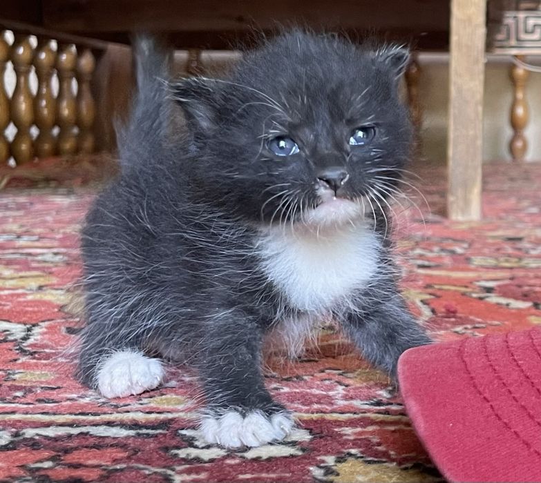 Отдам котят в хорошие руки!!!