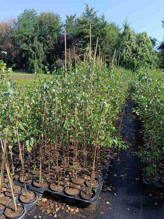 Фиданки медоносна липа и акация с наситен аромат