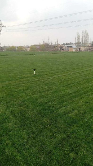 РУЛОННЫЙ ГАЗОН + доставка установка | Rulonli Gazon + yetkazib berish