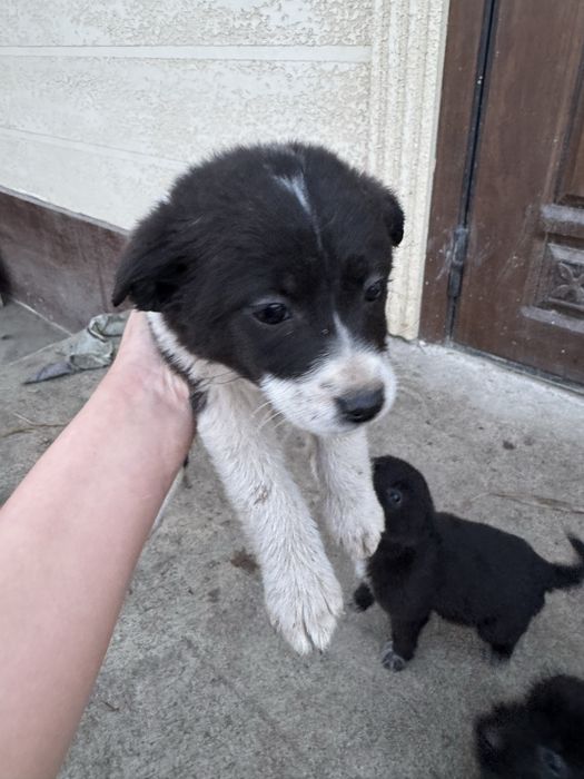 Отдам в добрые руки щенята