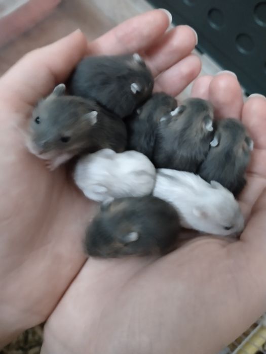 Джунгарские хомяки