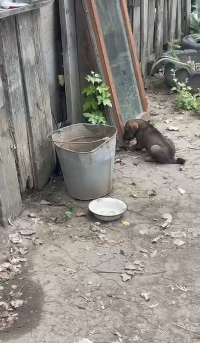 Отдам щенков в добрые руки