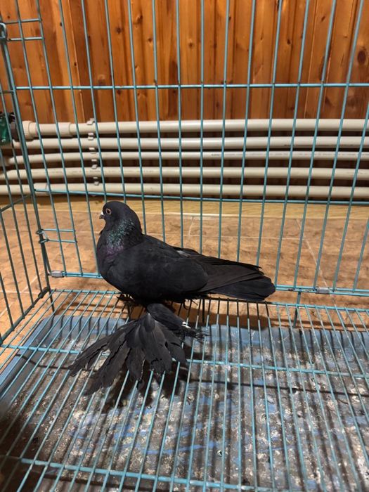 Голубь жук самец