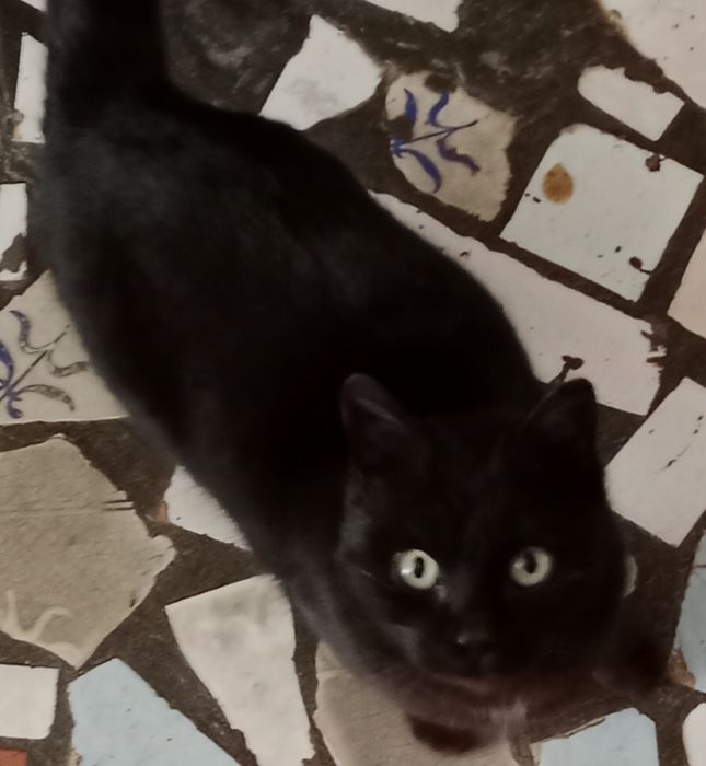 Котенок  мальчик