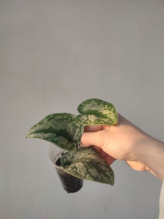 Сциндапсус экзотика