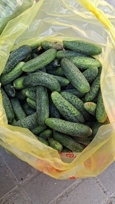Огурца посолочные