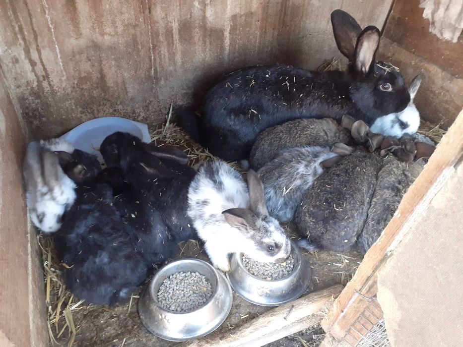 Зайци за продажба