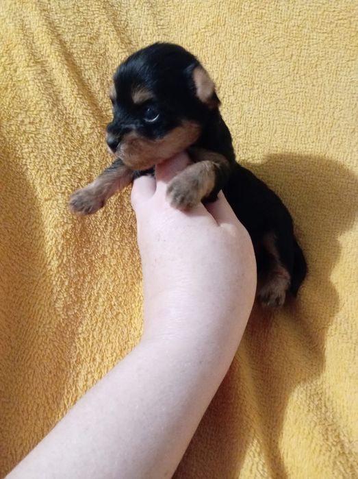 Щенки йоркширского терьера