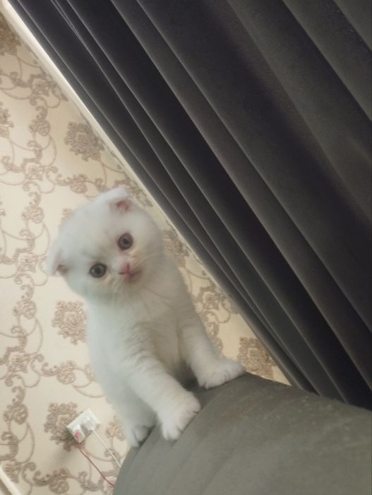 Продаются чистокровные шотландские котята