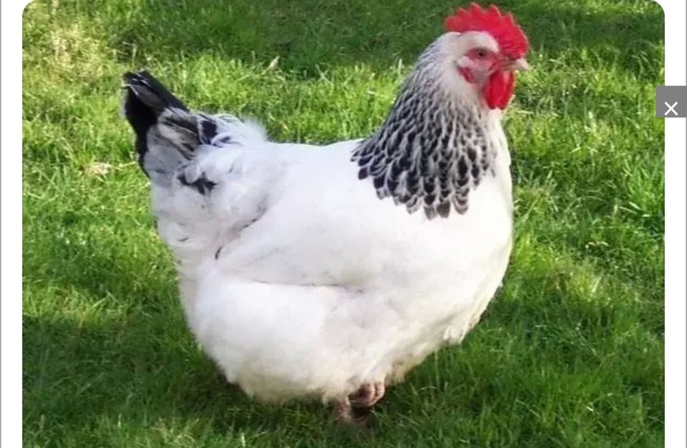 Zotdor tovuq jojalari