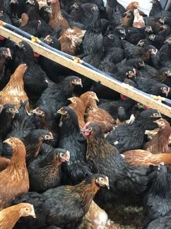 #gaini outoare rosii##uruiala#cereale# oua de consum #