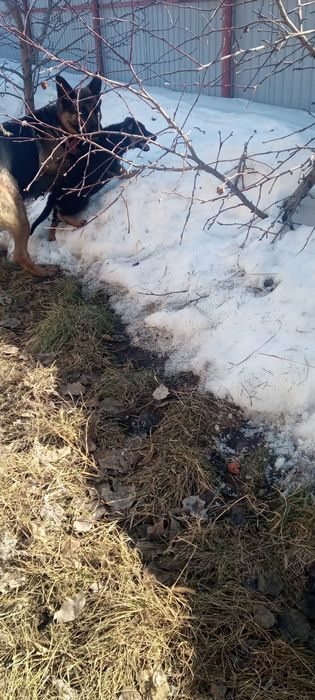 Подрощенные щенки немецкой овчарки