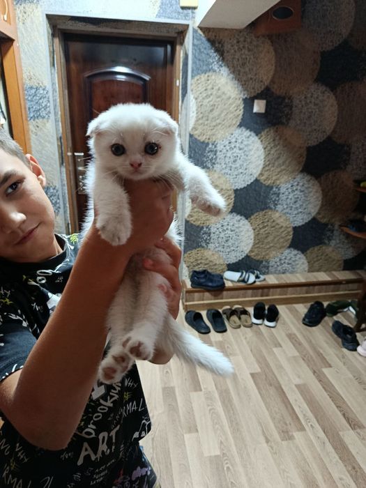 Котёнок Скоттиш Фолд