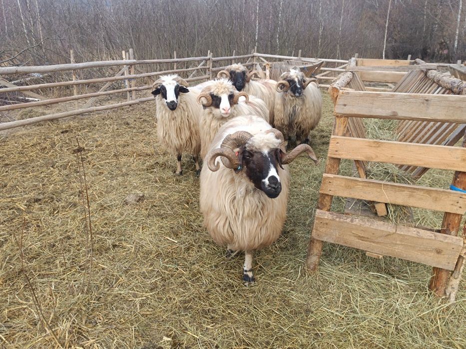 Berbeci  brezi de vânzare