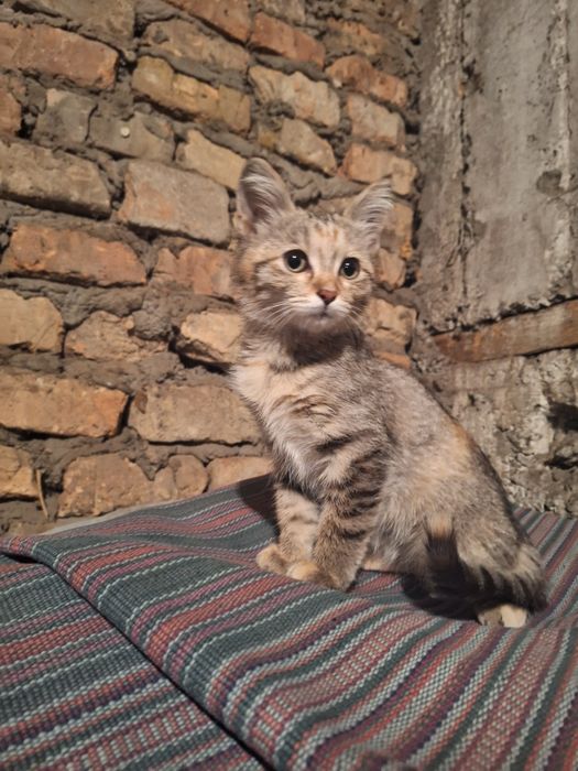 Котёнок ( девочка ) бесплатно