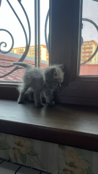 Умная серая Кошка