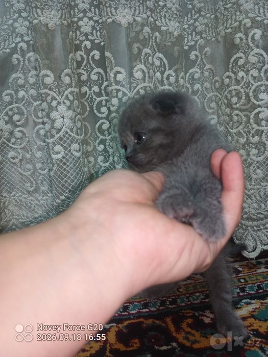 Mushuk bolalari sotiladi 2ta skotsh fold qiz bola 1ta ogʻilbola strayt