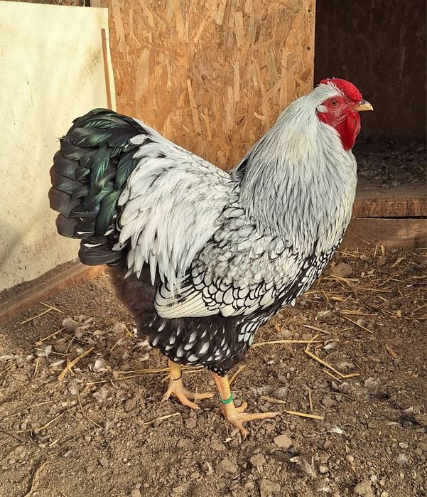 Ouă wyandotte argintiu