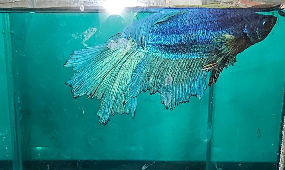 Аквариумная рыбка с аквариумом и декором.