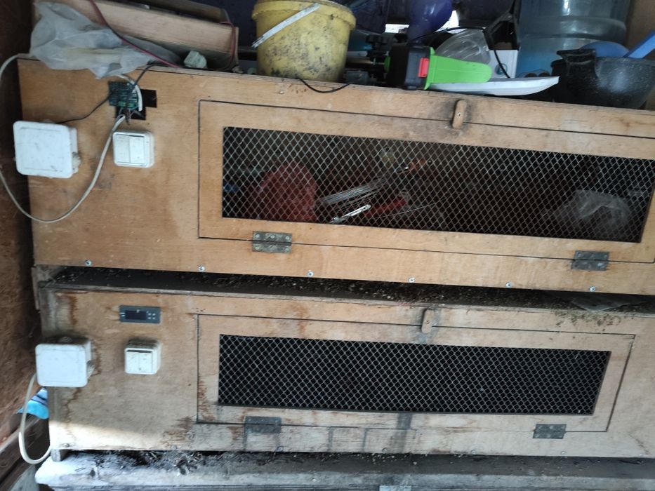 Брудер бойцовый куры петушки