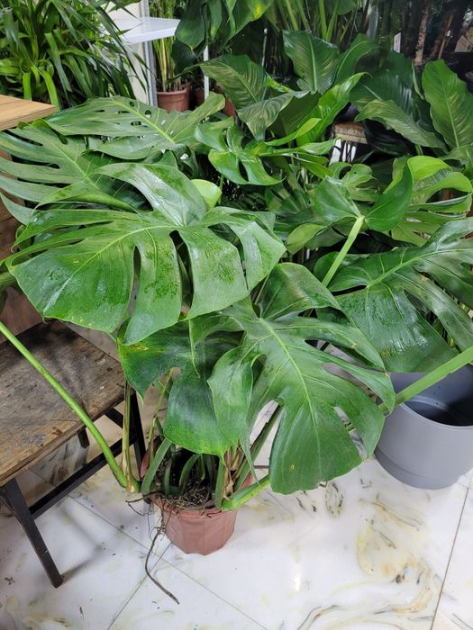 Монстера. Монстера обыкновенная